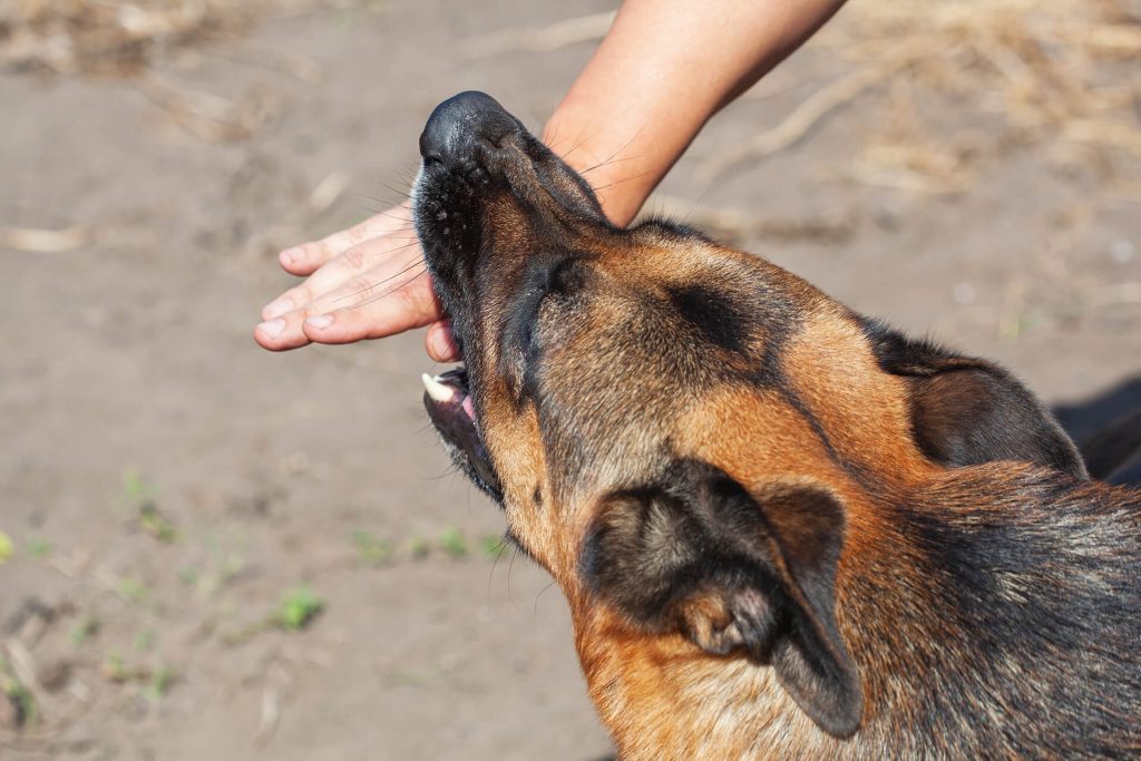 Dog Bite Lawyer in Boston, MA